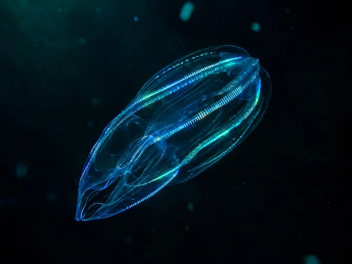 A comb jelly glowing in dark water