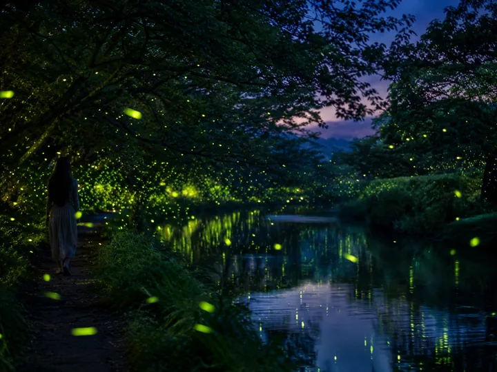 Fireflies glowing in trees at twilight