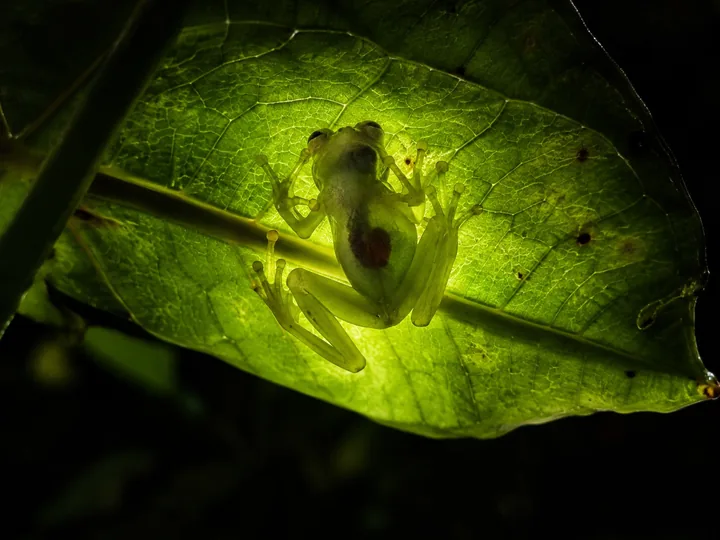 A glass frog on the underside of a leaf