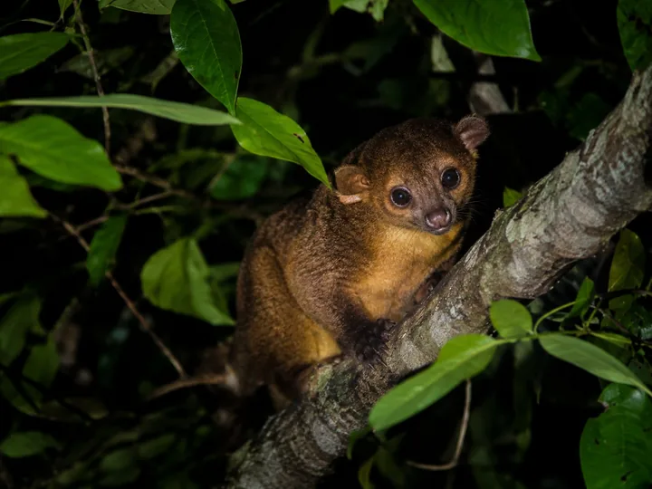 A kinkajou in a tree at night