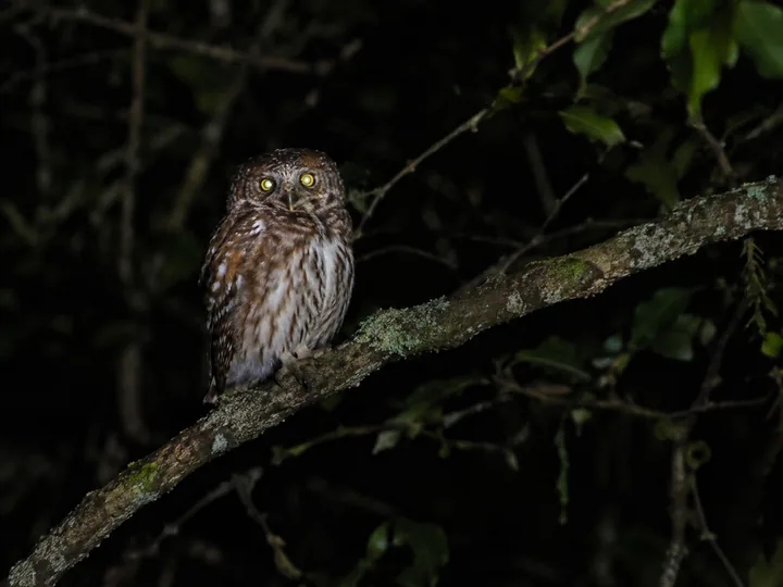 An owl on a branch at night