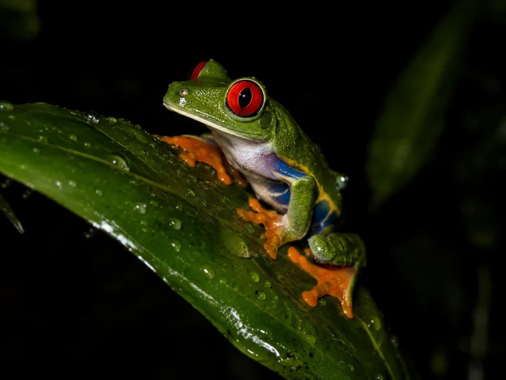 A red-eyed tree frog on a leaf in a flashlight beam