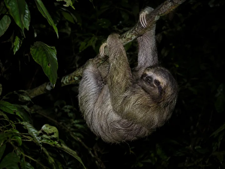 A sloth hanging in a tree at night
