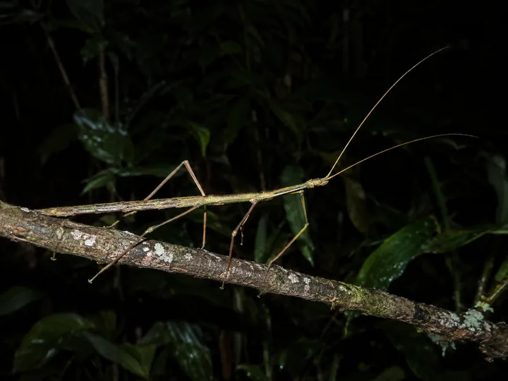 A stick insect on a twig at night