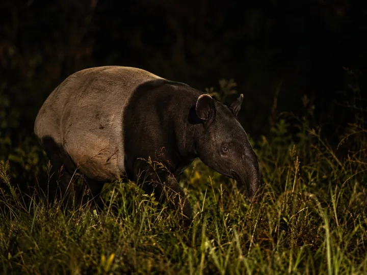 A tapir in soft light at night