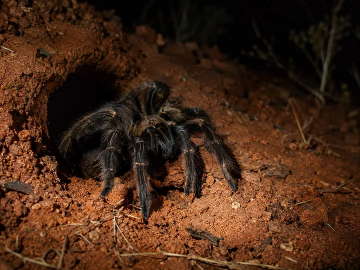 A tarantula at the mouth of its burrow at night