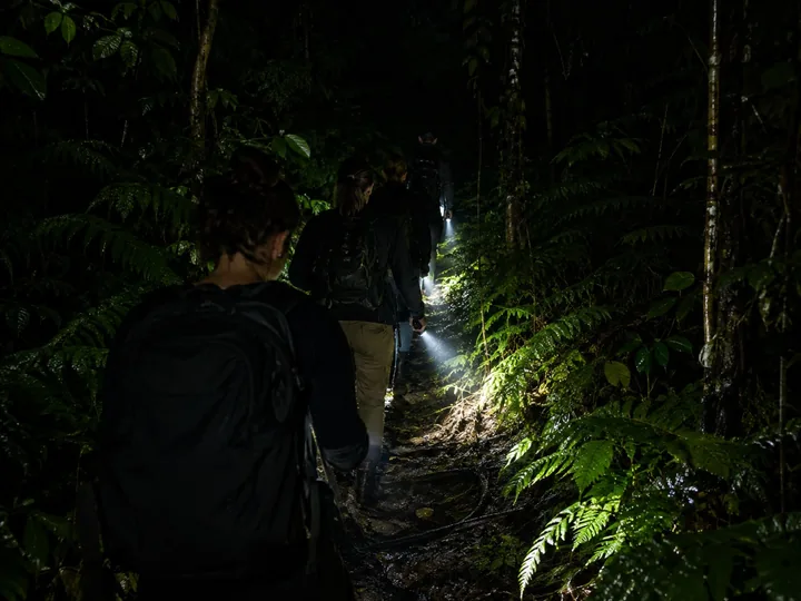Flashlight beams on a rainforest trail at night