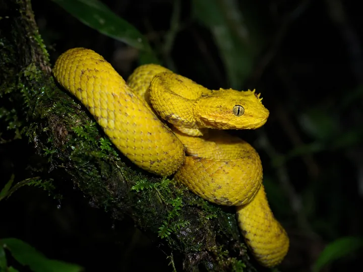 A yellow eyelash viper coiled on a branch