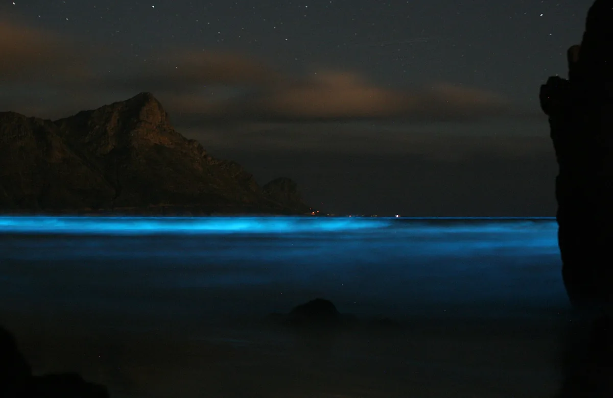 A glowing blue band of bioluminescent plankton in the surf at night