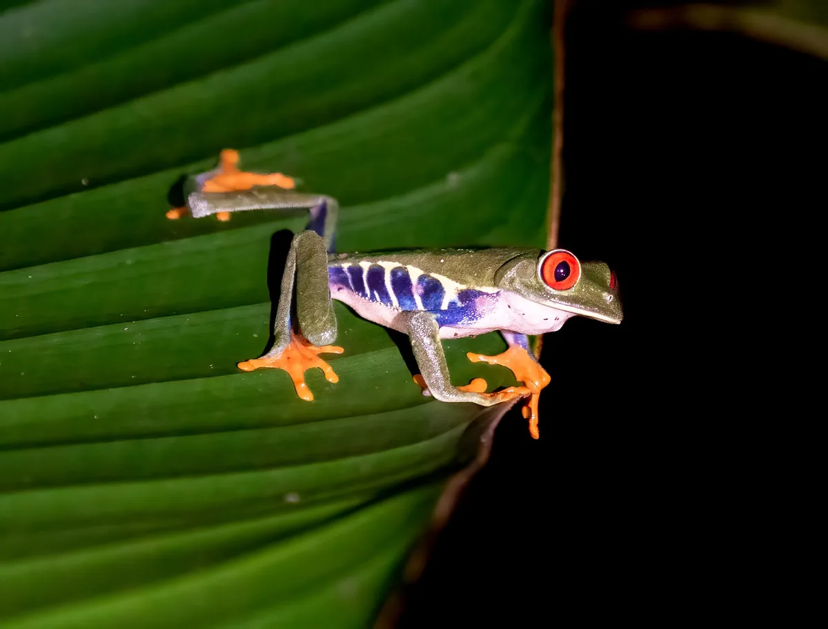 A red-eyed tree frog on a leaf at night near Arenal, Costa Rica